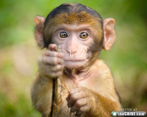 gambar binatang lucu monyet - GambarGambar.co