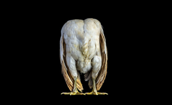 gambar ayam kontes lucu