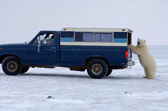 gambar beruang bertingkah layaknya manusia