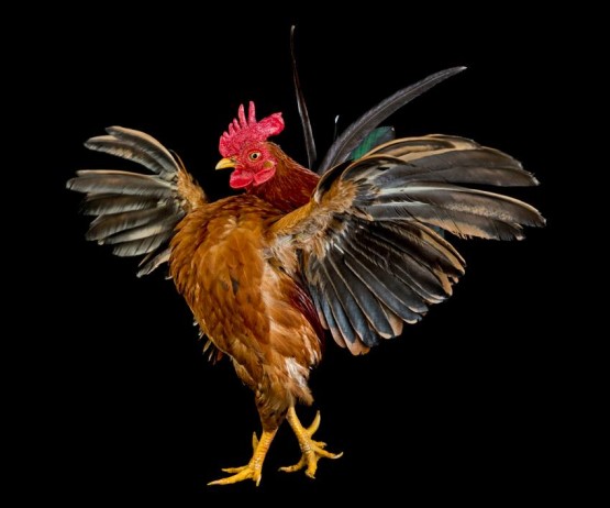 6 Foto Gambar Hewan Lucu Pada Kontes Kecantikan Ayam ...