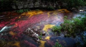Cano Cristales (Crystal River atau Sungai Lima Warna), Kolombia Gambar Pemandangan ALam Terindah di Dunia