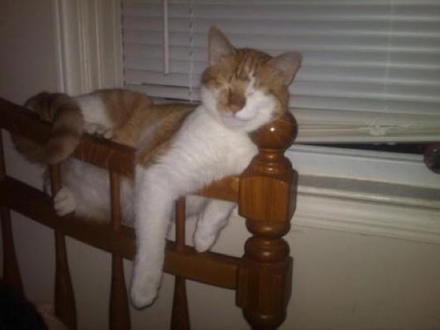 foto kucing lucu tidur di tangga