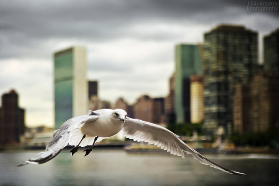 gambar gambar burung