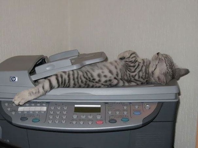 gambar kucing lucu tidur di radio