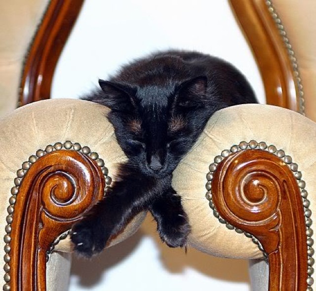 kucing hitam lucu tidur di kursi
