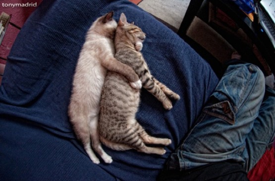 kucing-lucu-tidur-berpelukan-di-kursi-555x3671.jpg