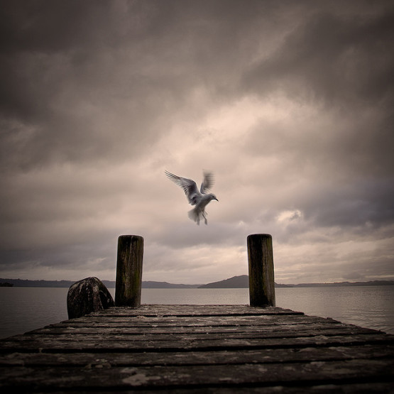 kumpulan gambar unik burung