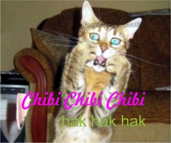 Foto Lucu Gokil Kucing