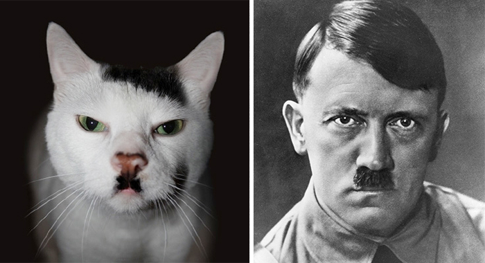 Adolf Hitler vs Kucing