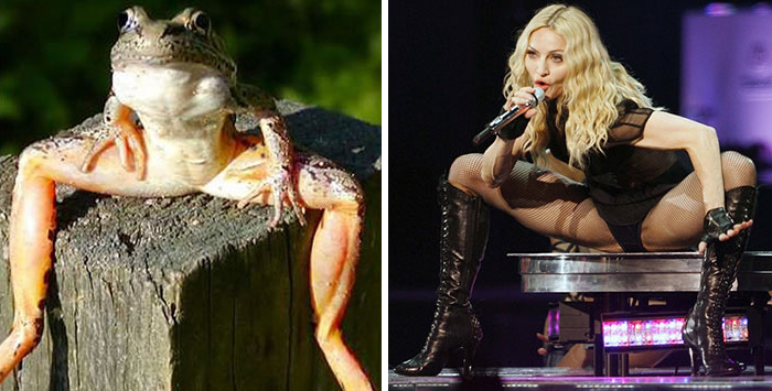 Gaya Madonna vs Kodok
