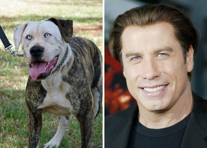 John Travolta vs Anjing