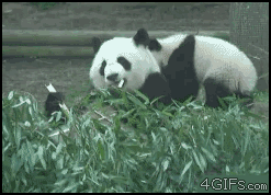 panda sibuk makan