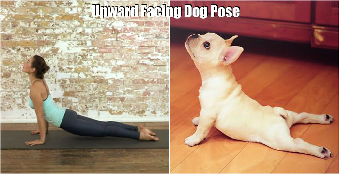 pose yoga binatang 2