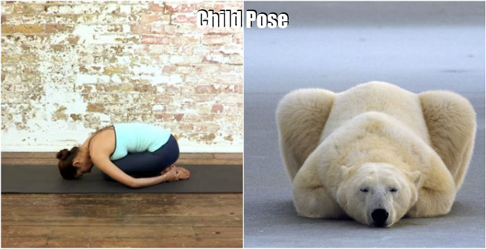pose yoga binatang 3