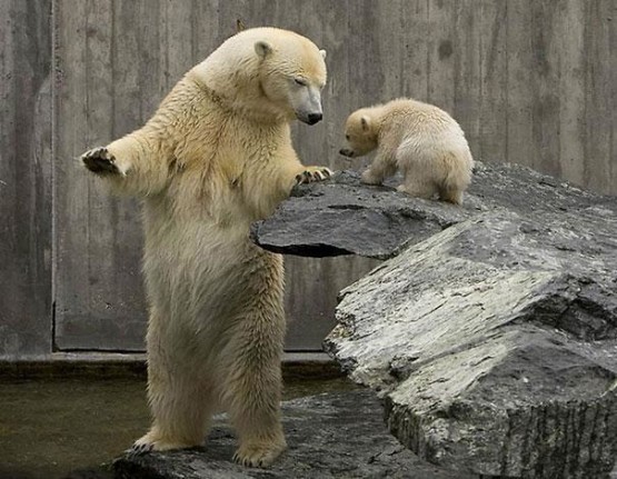 15 Gambar Beruang Lucu Layaknya Manusia  GambarGambar.co