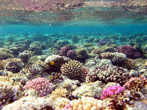 Koleksi Gambar Terumbu Karang Terindah Di Indonesia Dan Dunia