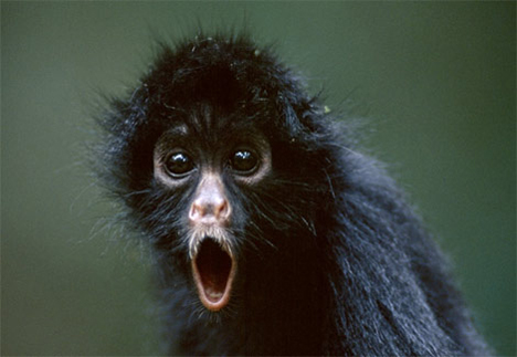 Kumpulan Gambar Lucu Monyet Yang Menggemaskan | GambarGambar.co