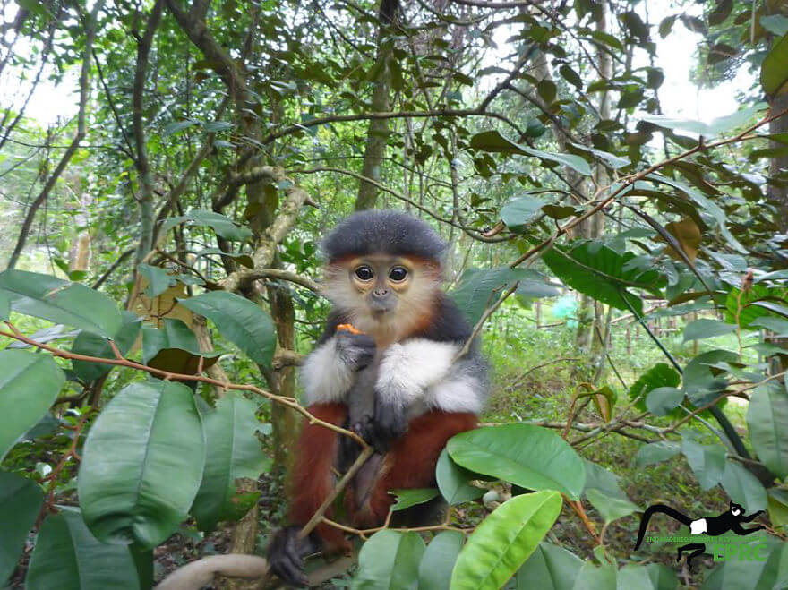 Bayi-Bayi Lucu Hewan Primata yang Hampir Punah, Harus ...