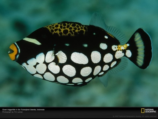  Gambar  Ikan  Hias  Air  tawar dan  Air  Laut  Untuk Aquarium 